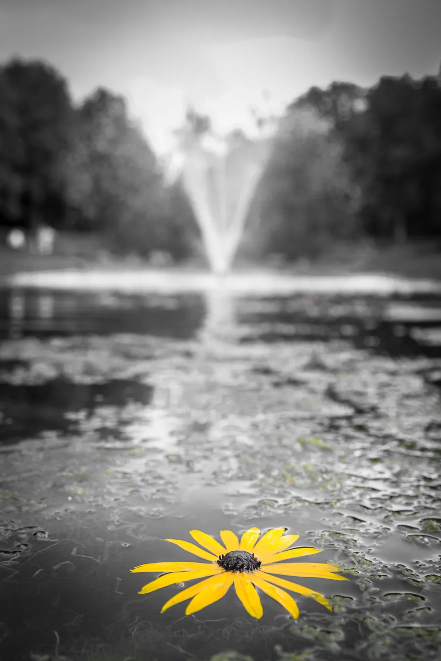 A single yellow flower floating on a calm pond